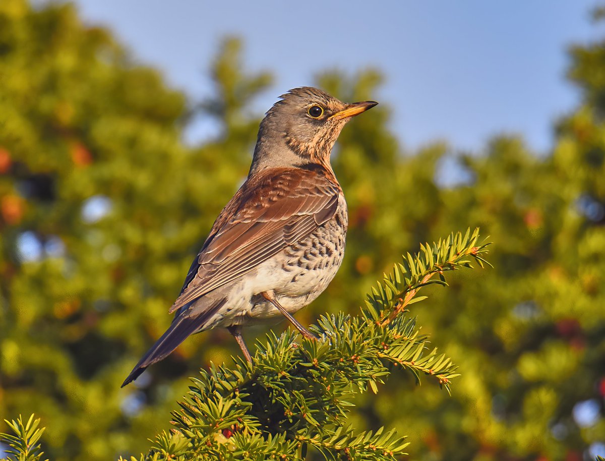 kris_gibb's tweet photo. Some thrushes in Haddington @birdinglothian on Tue 13/12 thanks to @Bluewingedneil. https://t.co/JeNkkAsArO