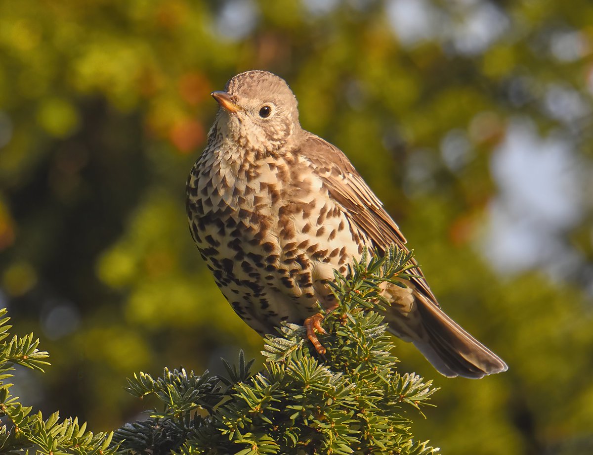 kris_gibb's tweet photo. Some thrushes in Haddington @birdinglothian on Tue 13/12 thanks to @Bluewingedneil. https://t.co/JeNkkAsArO