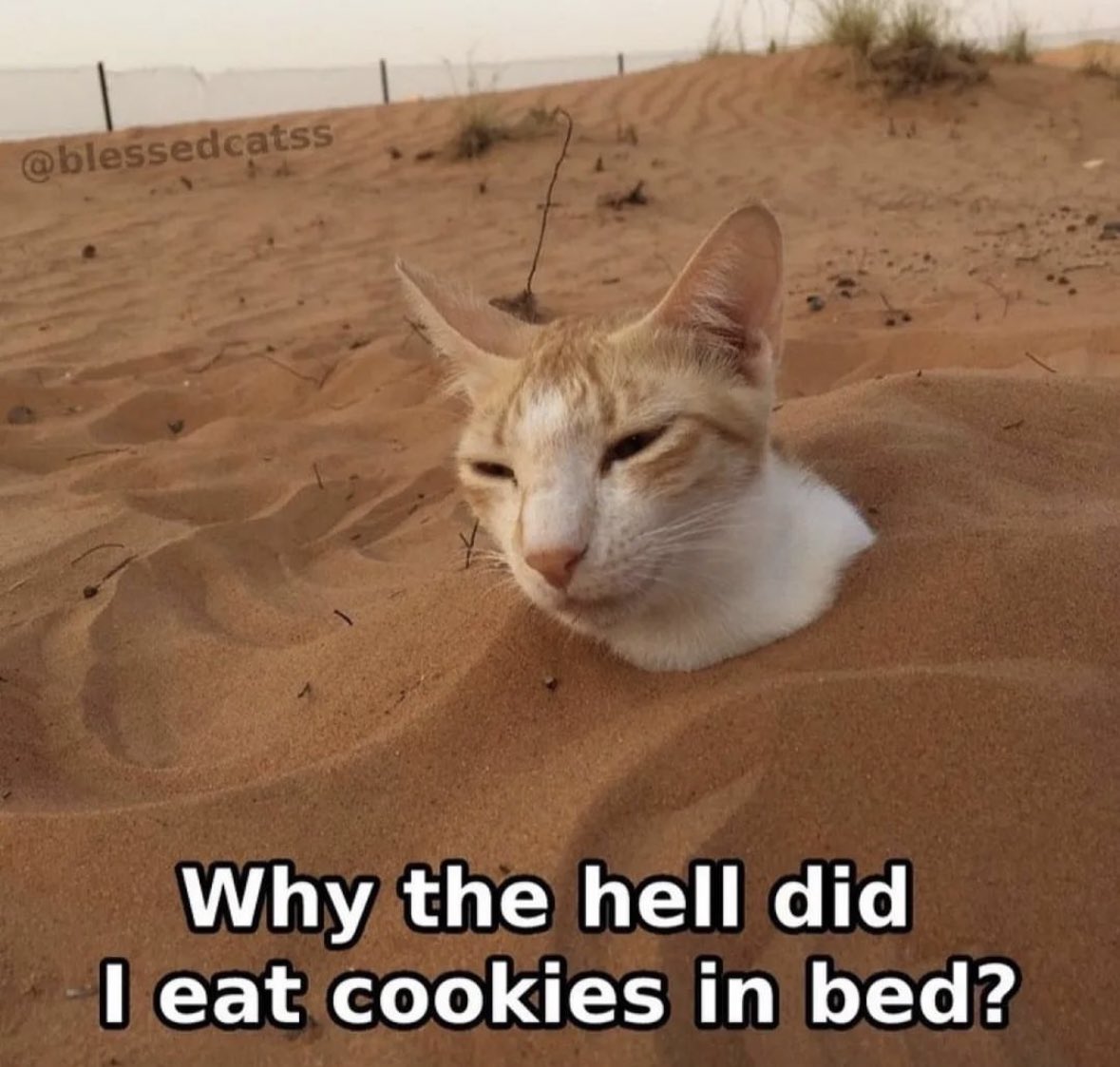 gatitos shitposting (@gatito_shitpost) on Twitter photo 