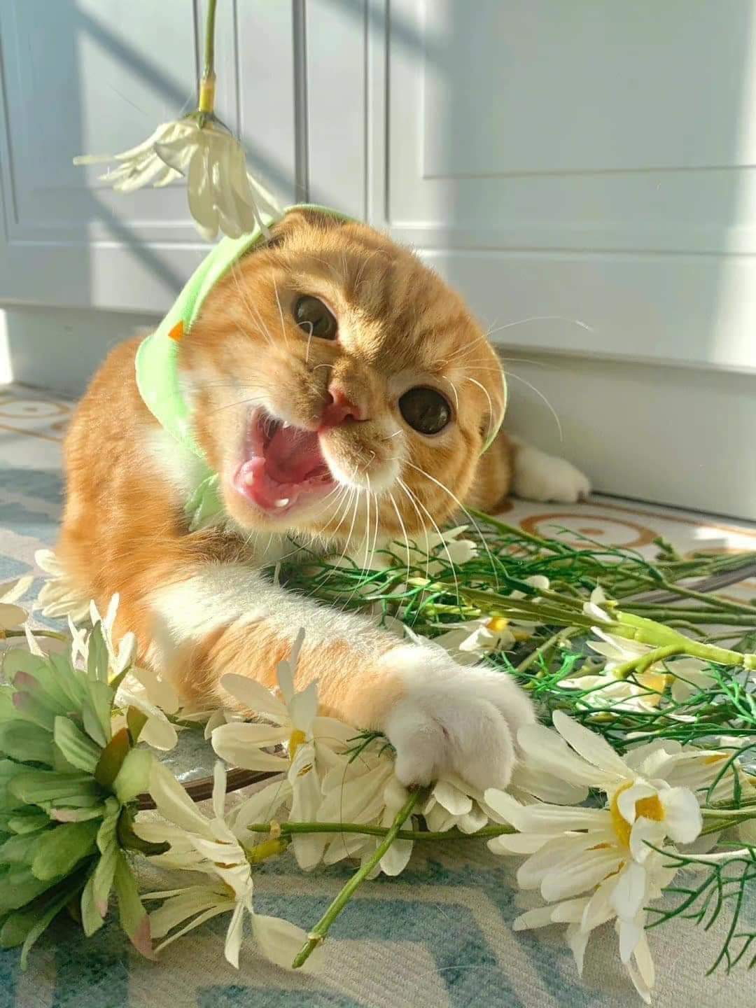 Koffee_VA/Cat related accounts / Twitter