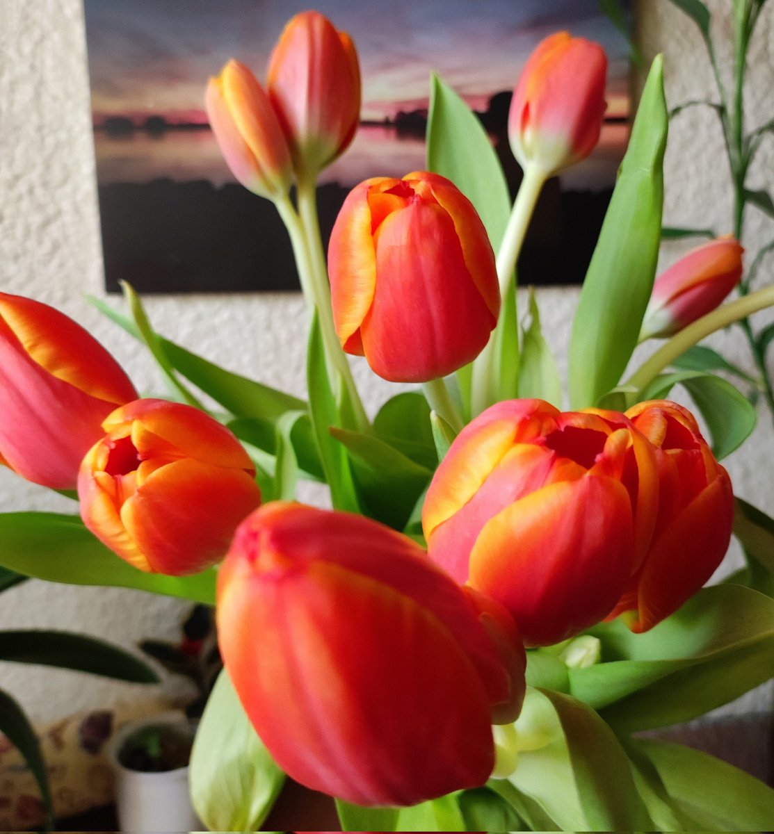 luisitoculebras's tweet photo. Tulips 🧡 https://t.co/F1XspH6dJi
