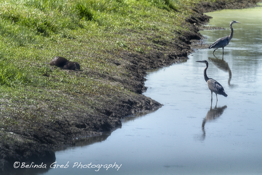 BelindaGreb's tweet image. Things I love about the natural world…harmony goo.gl/NsmIMb Wildlife Photography
#naturephotography