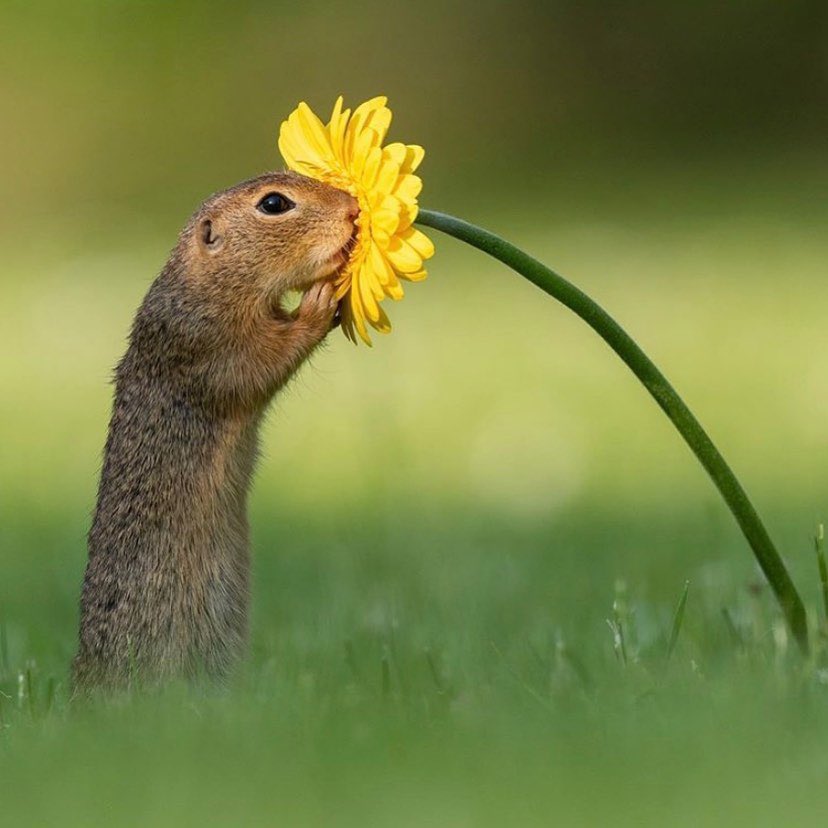 culturainquieta's tweet photo. El fotógrafo naturalista holandés Dick van Duijn capturó el momento en el que una ardilla se detiene a oler una flor. https://t.co/8MgYyrZbp2