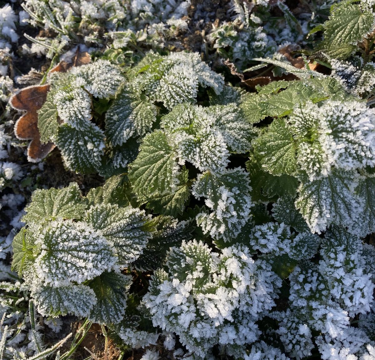GeorginaNoakes's tweet photo. How the frost makes the ordinary extraordinary. Even nettles get the diamond treatment. https://t.co/RfiXoY3pNP