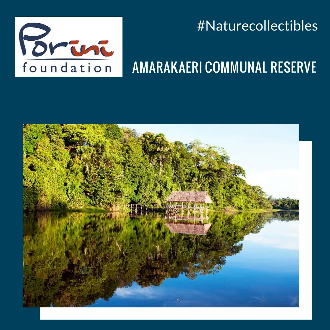 PoriniFoundatio's tweet photo. Do you know the Amarakaeri Communal Reserve? You can support https://t.co/TLMLm0IPSR   the conservation of its beauty and the Spectacled Bear
 #NatureCollectibles #IUCN @SERNANP @hedera  @appswithlove @blokkstudio @iucn https://t.co/XuSNIV3Msk
