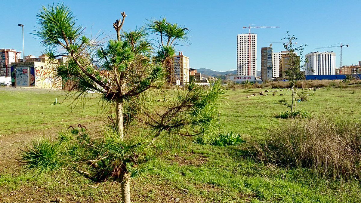 BosqueUrbanoMA's tweet photo. Más #árboles y menos #cemento. Por una #Málaga realmente #sostenible. Necesitamos un #BosqueUrbano. #YoQuieroBUM 💚🌳 https://t.co/sdfMEKogux