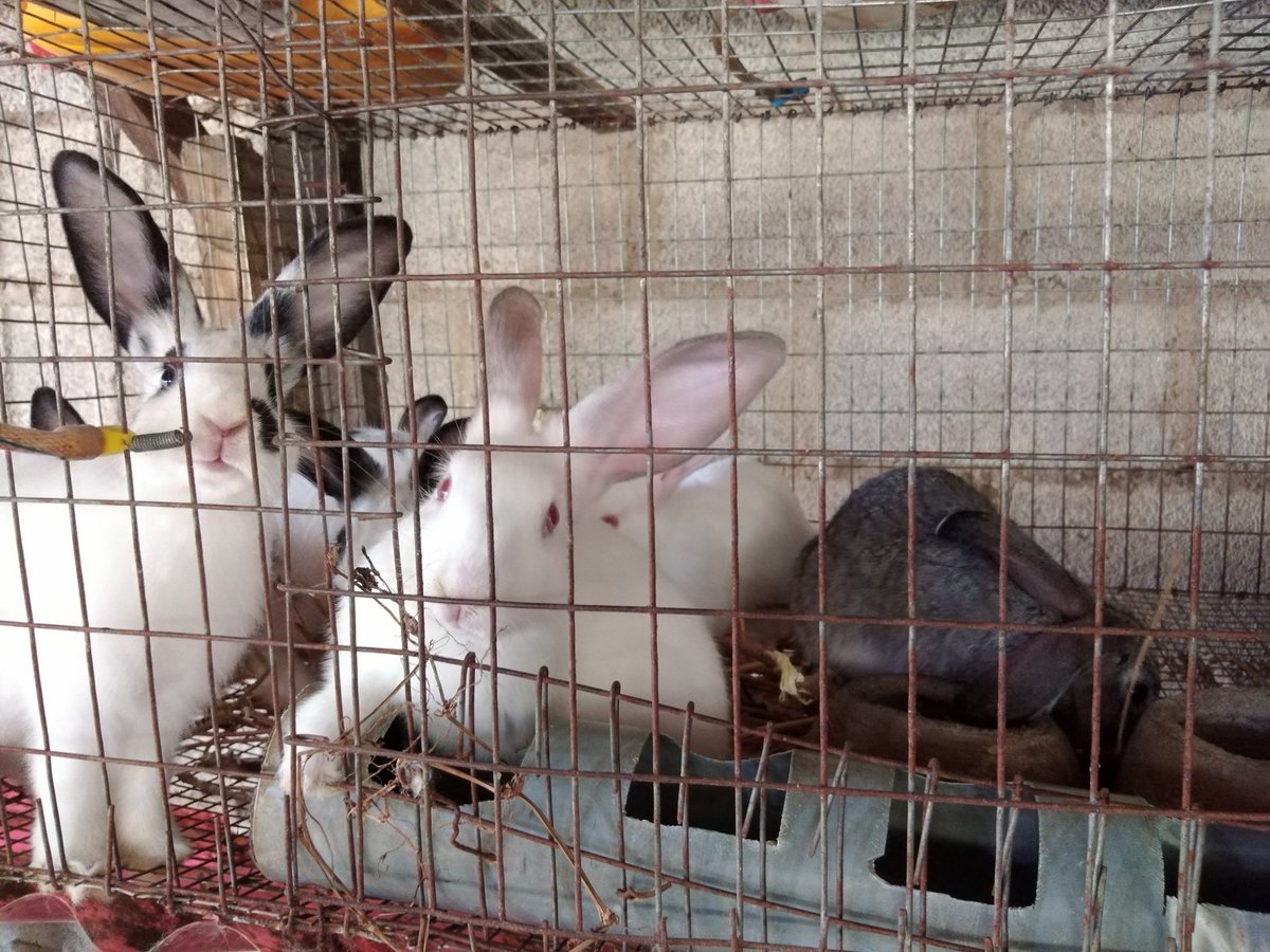 KIQuestNg's tweet image. Fact. #healthyfood #leanmeat #whitemeat