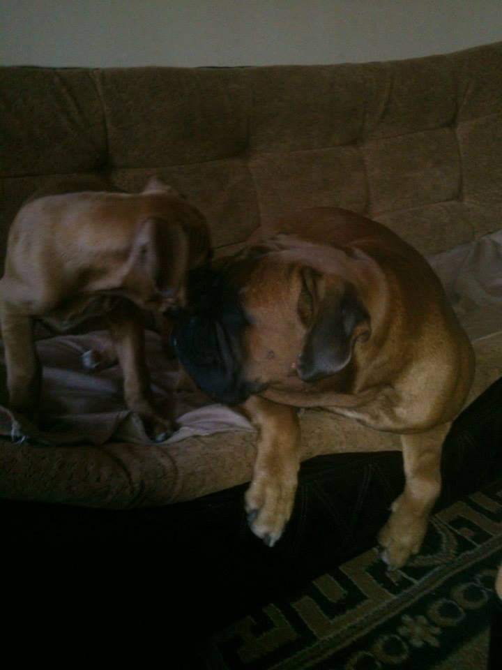 BoxersDog's tweet image. 