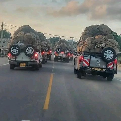 venomous_ke's tweet photo. Miraa ya kesho finals imetoka Meru. See you in a few. #karennyamu https://t.co/xmdWQLBvId