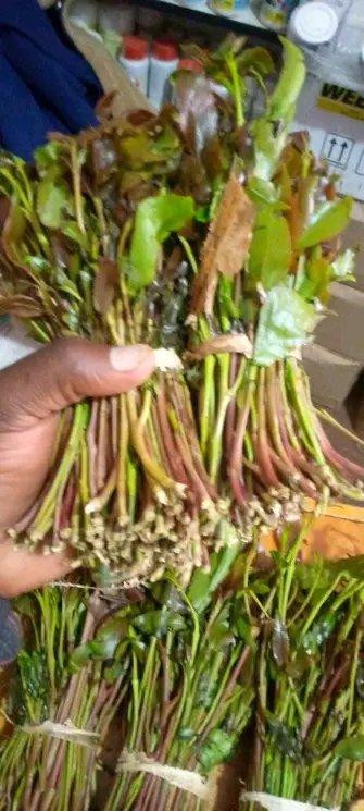 venomous_ke's tweet photo. Miraa ya kesho finals imetoka Meru. See you in a few. #karennyamu https://t.co/xmdWQLBvId