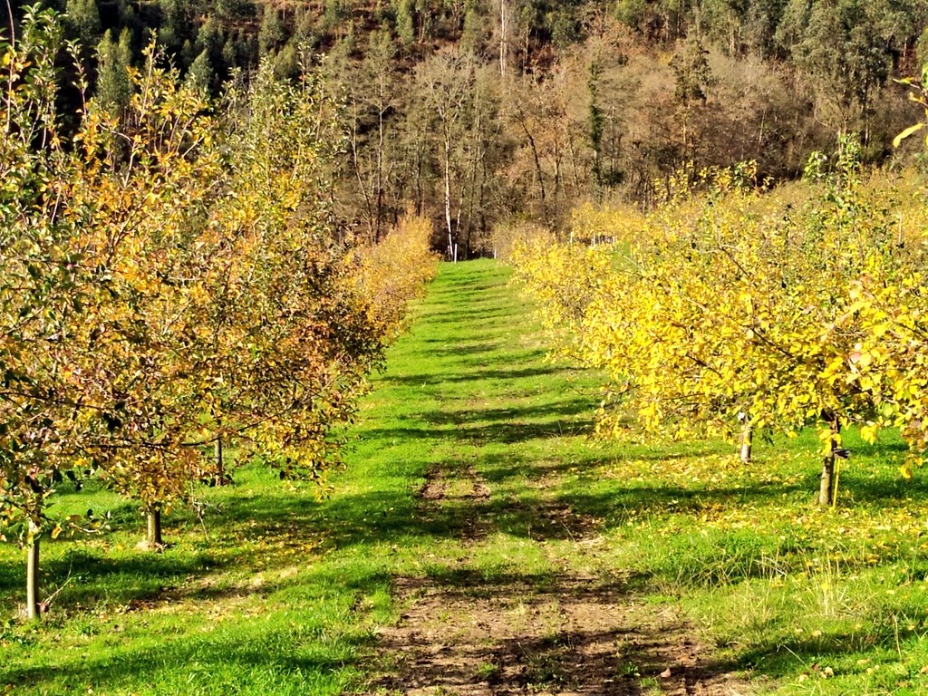 FerrerasIgor's tweet photo. Se acaba el otoño en pocos dias pero los colores en las pumaradas de @SidraDasturias  siguen siendo espectaculares.
#sidra #seronda #sagardoa #cider #cidre https://t.co/alVzrlHOz7