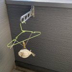 しまった!ベランダにハコフグ干してたのを1年近く忘れてた!