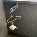 しまった!ベランダにハコフグ干してたのを1年近く忘れてた!