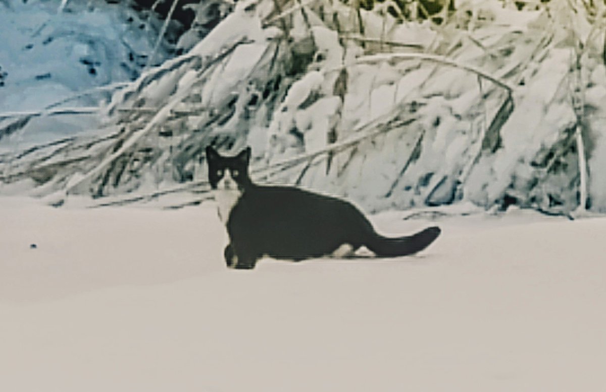 Dr Janette Leaf 🪲 🐝👻 🌊👩‍🦰 tweet media