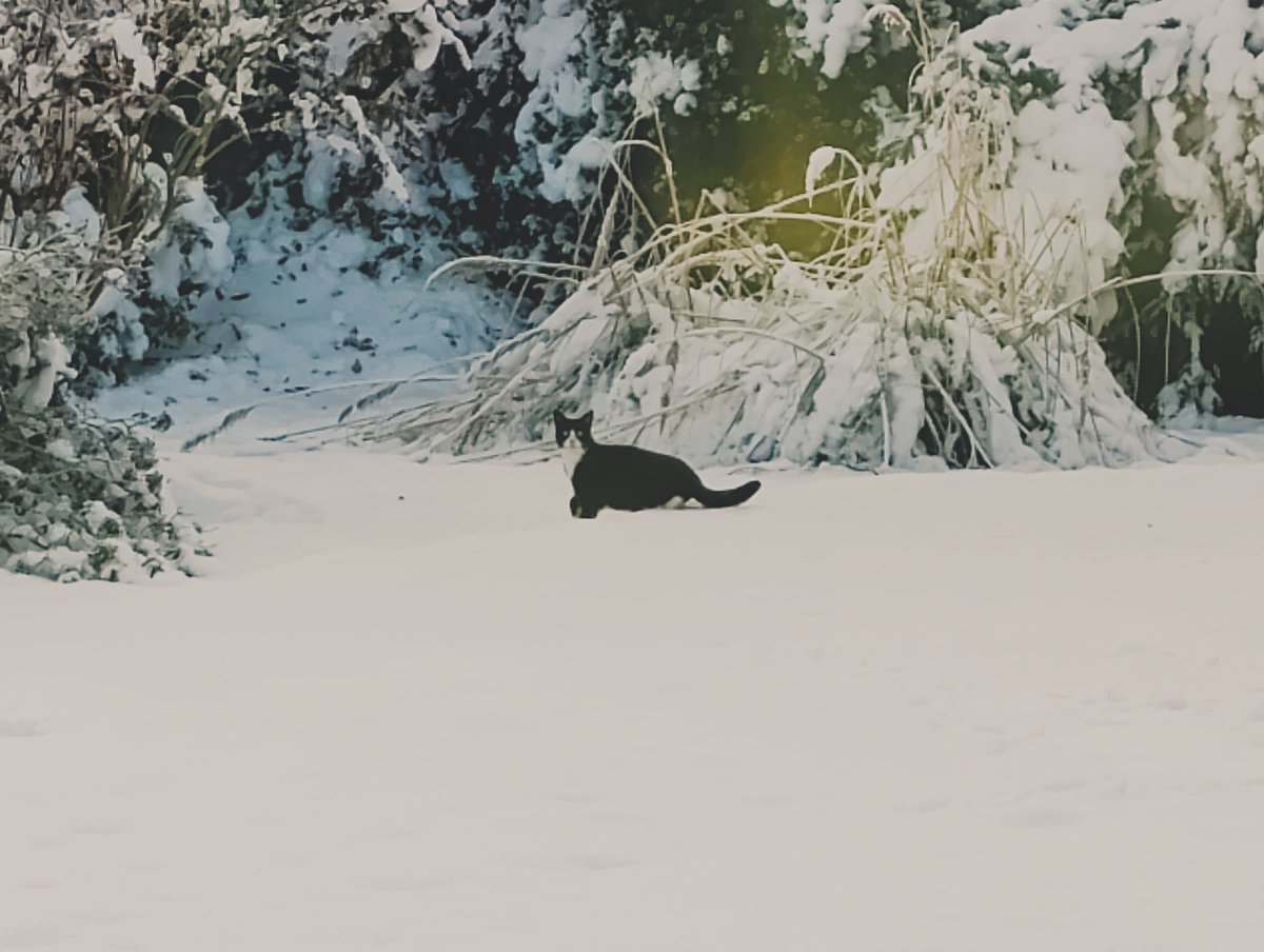 Dr Janette Leaf 🪲 🐝👻 🌊👩‍🦰 tweet media