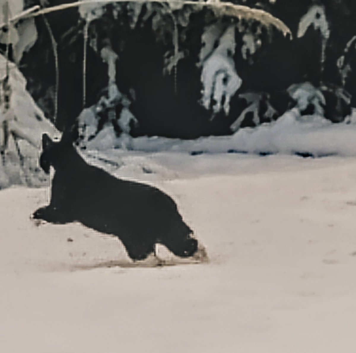 Dr Janette Leaf 🪲 🐝👻 🌊👩‍🦰 tweet media