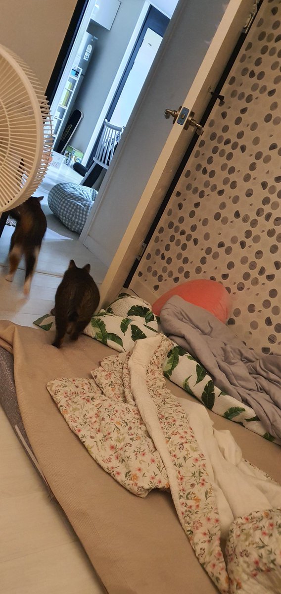 임보 관련 전부 지원합니다.
문의는 디엠으로 부탁드려요.

안정을 취해야 하는 상황이라 갑자기 임보처를 찾는 점 면목없고 송구스럽습니다. 코코미미를 눈여겨 보아주신 분들께 도움의 손길을 요청 드립니다. 
부디 많은 관심과 알티 부탁 드려요.
코코미미를 도와주세요.😢