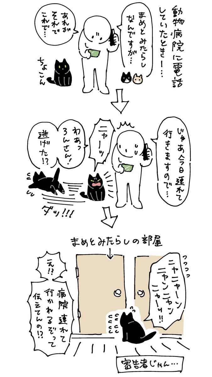 ネコはネコの味方をする？！人間の言葉がちゃんとわかっている！