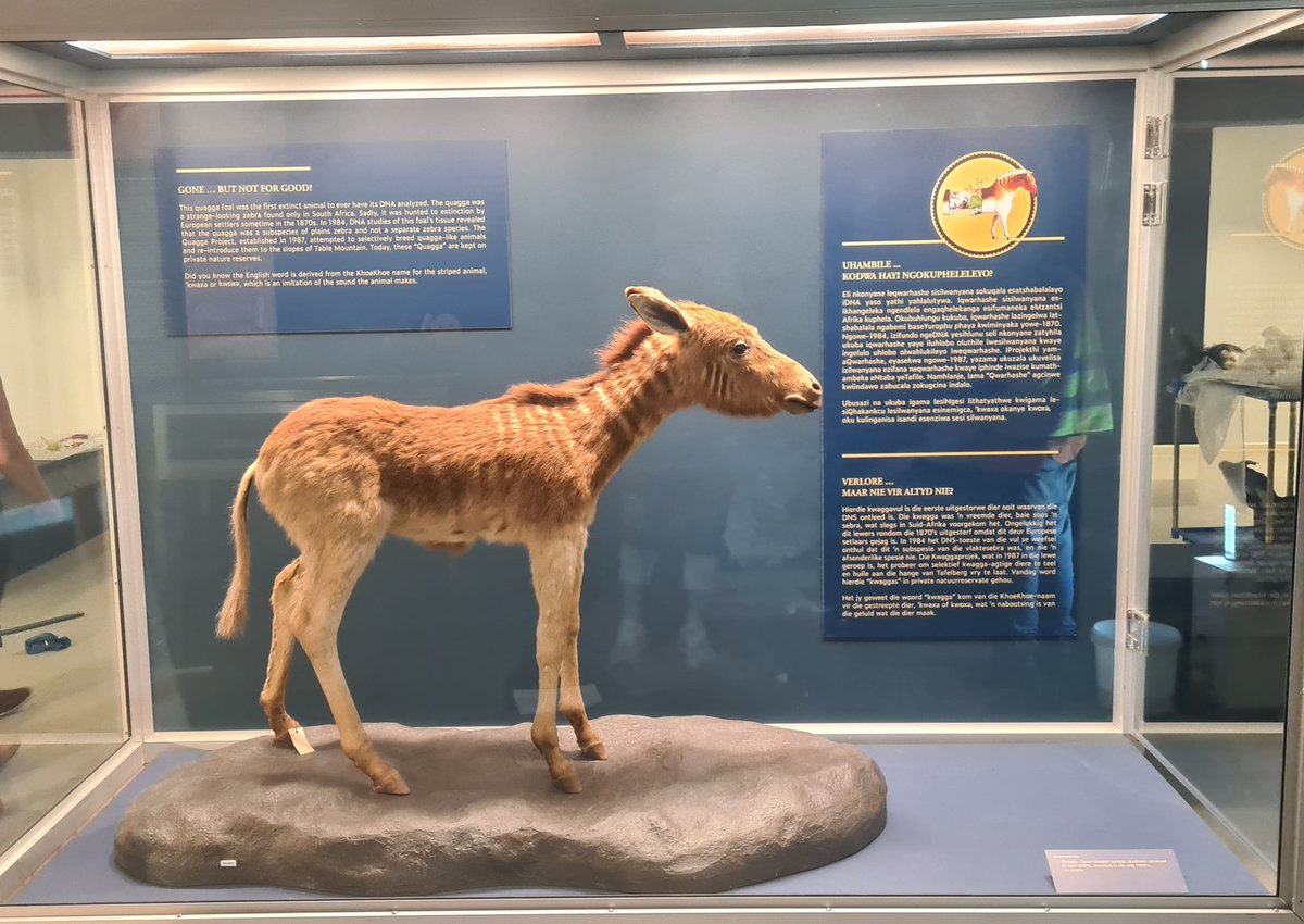 Wayne Florence (@dr_flo_mb) on Twitter photo Hidden Wonders of the Iziko South African Museum is now open. Great job by the <a href="/Iziko_Museums/">Iziko_Museums</a> team. We do Nation Building every day in our Museum. Thanks <a href="/SportArtsCultur/">Department of Sport, Arts and Culture</a> @dsigovza <a href="/NRF_News/">National Research Foundation of South Africa</a> for supporting foundation science in museums. Hidden Wonders of the Iziko South African Museum is now open. Great job by the <a href="/Iziko_Museums/">Iziko_Museums</a> team. We do Nation Building every day in our Museum. Thanks <a href="/SportArtsCultur/">Department of Sport, Arts and Culture</a> @dsigovza <a href="/NRF_News/">National Research Foundation of South Africa</a> for supporting foundation science in museums.