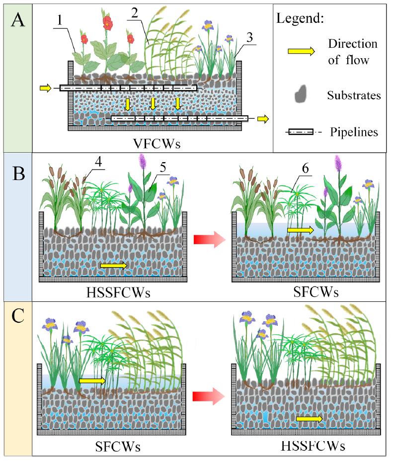 Let's talk about how a #WWTP  with constructed wetlands removes #microplastics in my city #Changsha. sciencedirect.com/science/articl…