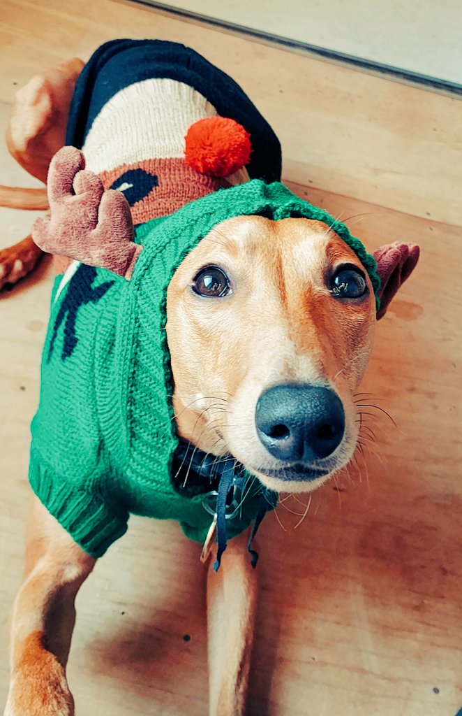 Anne Thomson tweet media