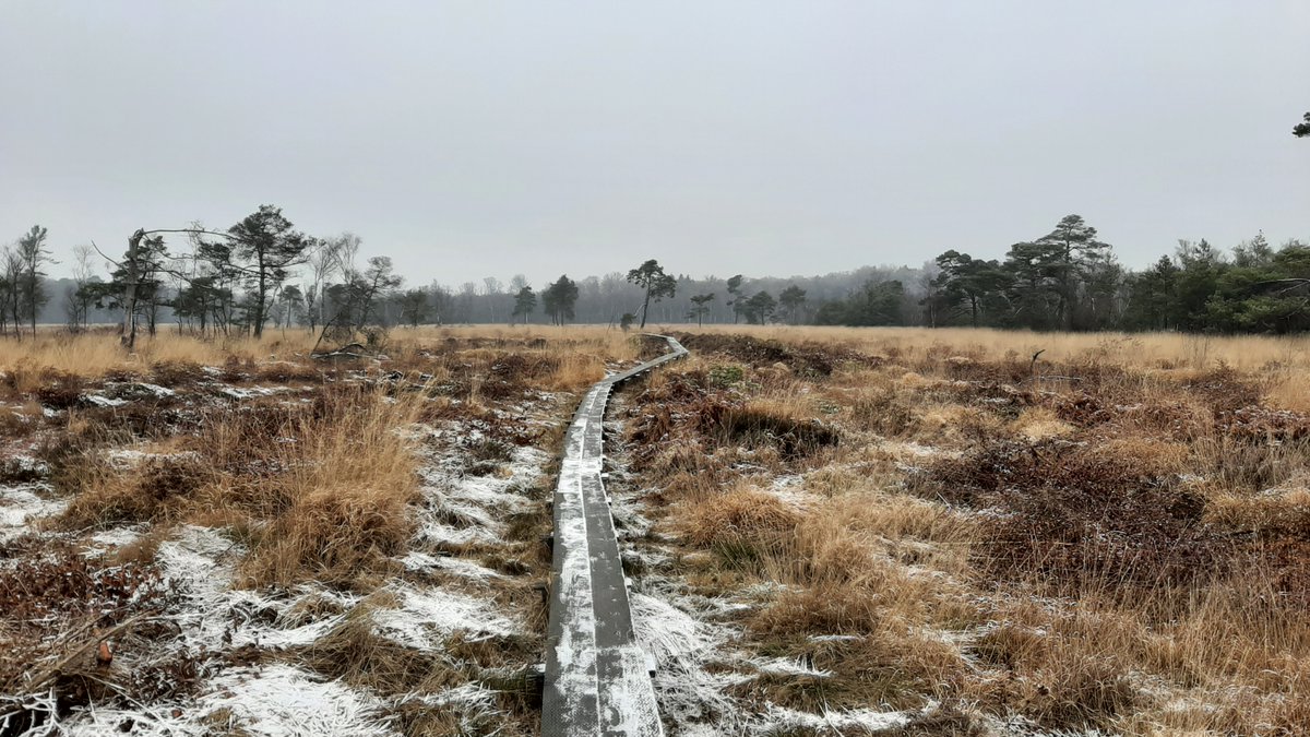 Roy van Beek tweet media