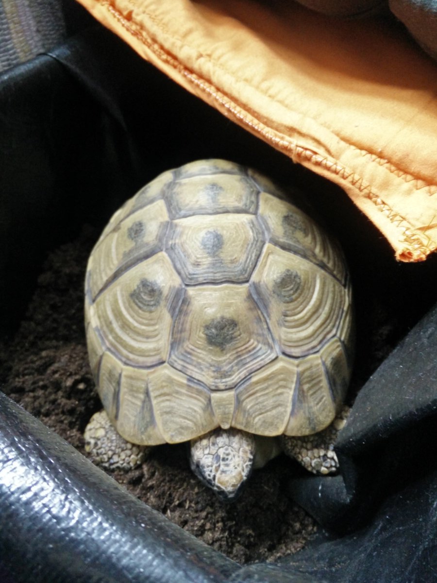 GodKyleRoss's tweet photo. Sleep well😍 See you in March #QueenDomy🐢😴☃💘 https://t.co/Bqic29ZcG8