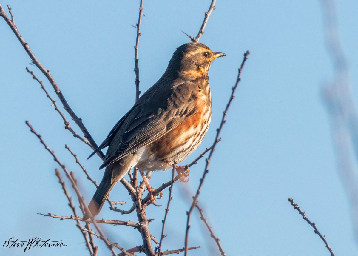 stevewhiterave1's tweet photo. Redwing, I usually see these in groups but this one appeared to be on its own.
#TwitterNatureCommunity #birds #ThePhotoHour 
#BirdsSeenIn2022 #birdtwitter #photooftheday https://t.co/iFAzELaJ45