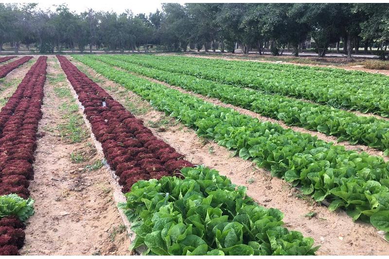 الزراعة البينية او زراعة التحميل 
هي زراعة محصولين أو أكثر في حقل واحد وبشكل متداخل، حيث يحمل محصول...