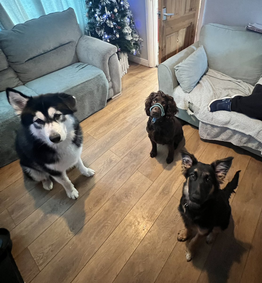 So we did not plan on getting another dog but we have a new member in the pack. Meet Bear a 5month old shepherd+collie who has not had the best start to his life after been mistreated but is settling in nicely in his new forever home 😀🐶👍