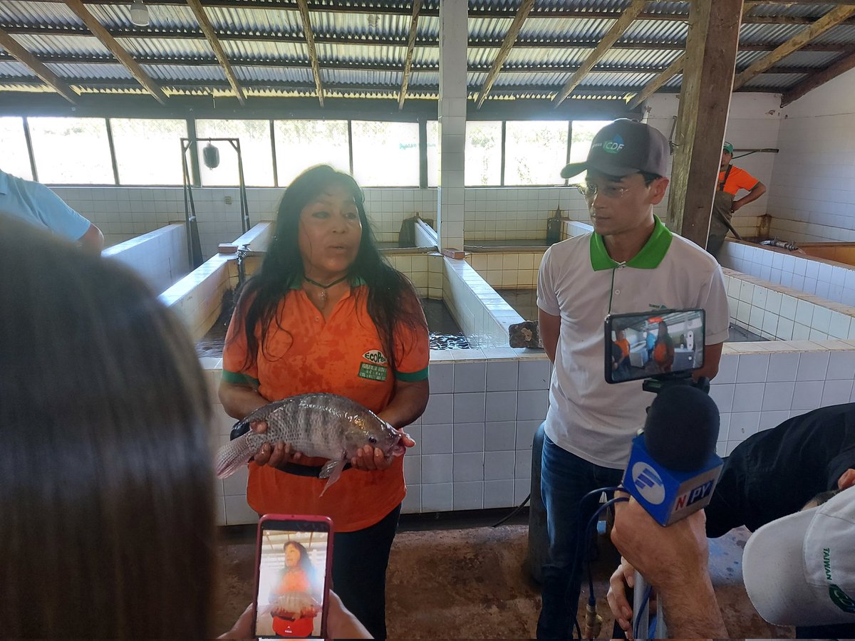 Nahem_360's tweet photo. #17Dic Imágenes de mi visita a la granja #EcoPez en #Paraguarí, emprendimiento de #acuicultura (cultivo de peces) #pacú y #surubí con apoyo de la @taiwanicdfpy (Misión Técnica de #Taiwán 🇹🇼) impulsando realmente el desarrollo productivo e integral del #Paraguay 🇵🇾. https://t.co/jp4XCiGNXz