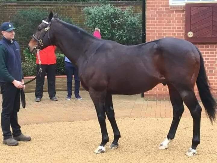 OASIS DREAM 🇬🇧 2000
(GREEN DESERT - HOPE BY DANCING BRAVE)#OasisDream