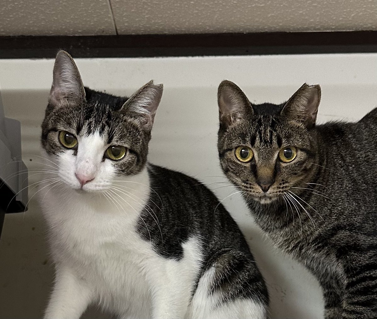 Misa Misa5cats Twitter