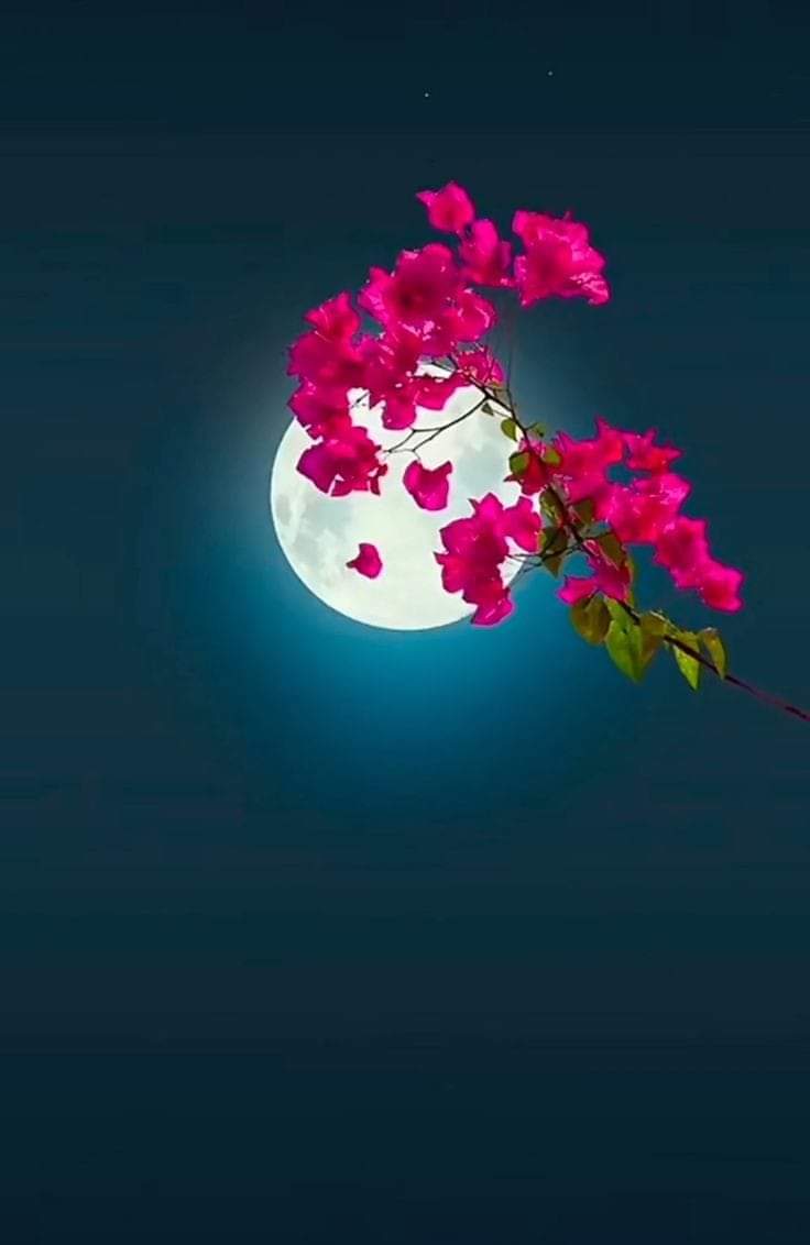 همسات هادئة tweet media