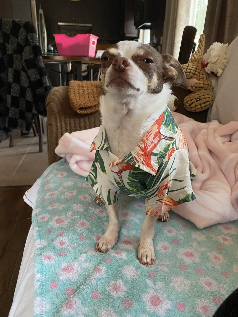 Janes27's tweet photo. @Lenniesaurus Hobi not loving his new shirt. https://t.co/B7xGAmEfA0