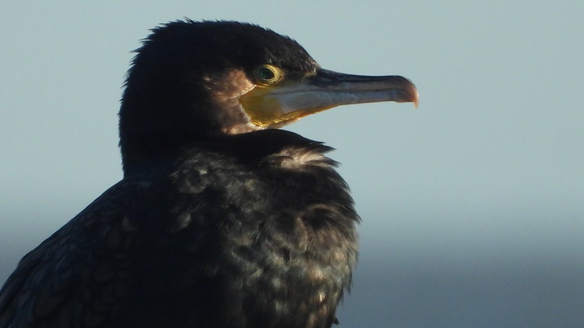 Cormorant off Lowestoft this morning. #cormorant #birdhotography #wildlife #wildlifephotography