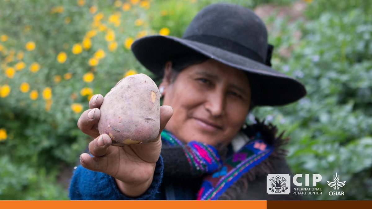 Gender-sensitive approaches to potato 🥔 cultivation can empower both women and men in highland communities of Peru.

Learn more here… 

👉🏽 bit.ly/PB-GenderRoles

🔸 <a href="/MDPIOpenAccess/">MDPI</a>
🔸 <a href="/CGIARgender/">CGIAR GENDER</a>