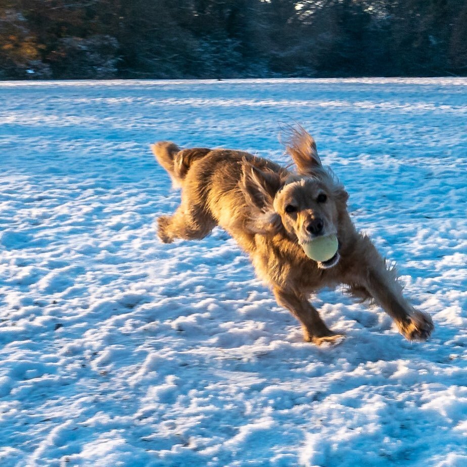nickking910's tweet photo. Ziggy is enjoying the snow!
#cockerspaniel #spanielinthesnow #snowshots #visitchislehurst #funinthesnow https://t.co/9q9l4kYo99 https://t.co/sMopSj1Ji3