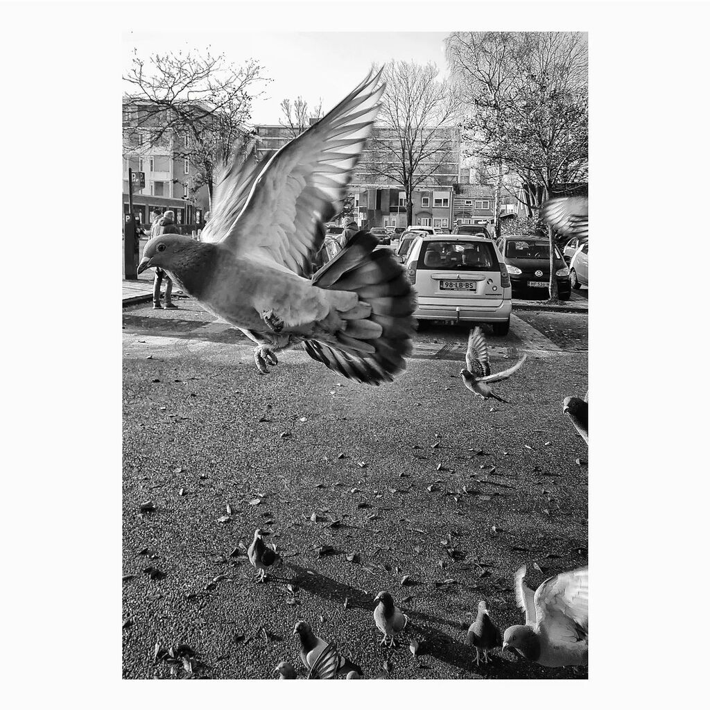 #dove #duif #duiven #pigeons #birds #pigeonlove #pigeonsofinstagram instagr.am/p/CmRLQjfKhUW/
