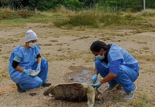 #Entérate | Se produjo el hallazgo de un ejemplar sin vida de una tortuga marina conocida en Venezuela como golfina, maní o lora (Lepidochelys olivacea). Fue encontrada varada en playa Lido de Lechería, correspondiente al municipio Urbaneja del estado Anzoátegui

#BolívarInmortal