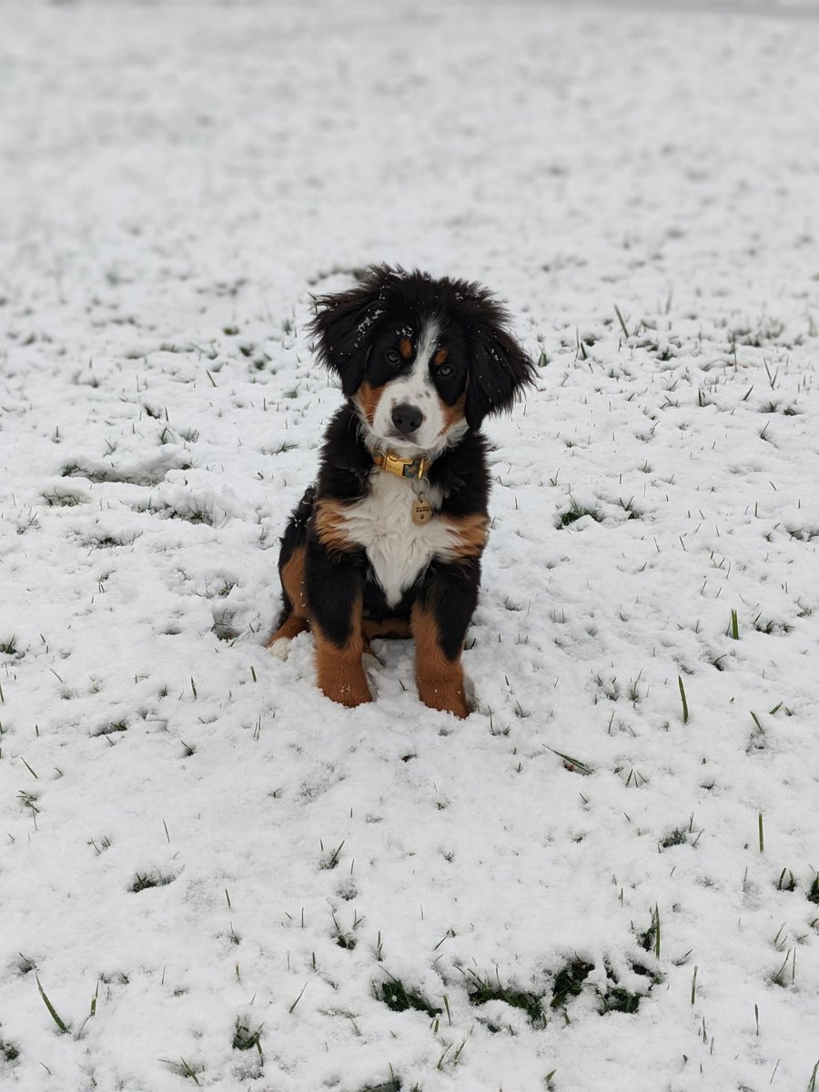 Zuzu's first snow