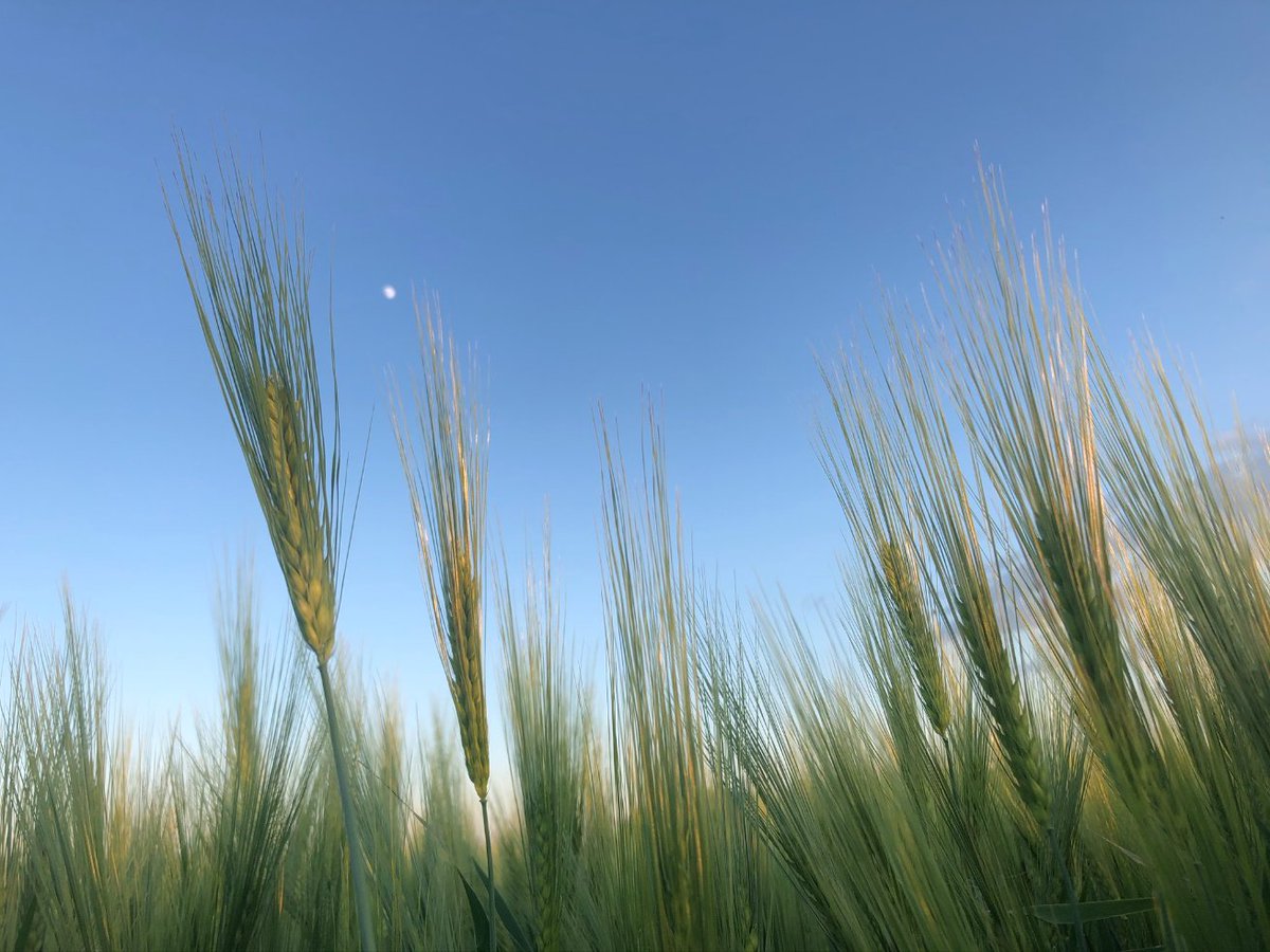 What is the difference between SWAT Maps and other soil sampling methods? It's a crop management system that has soil sampling as a feature, rather than soil samples in a crop management system.
