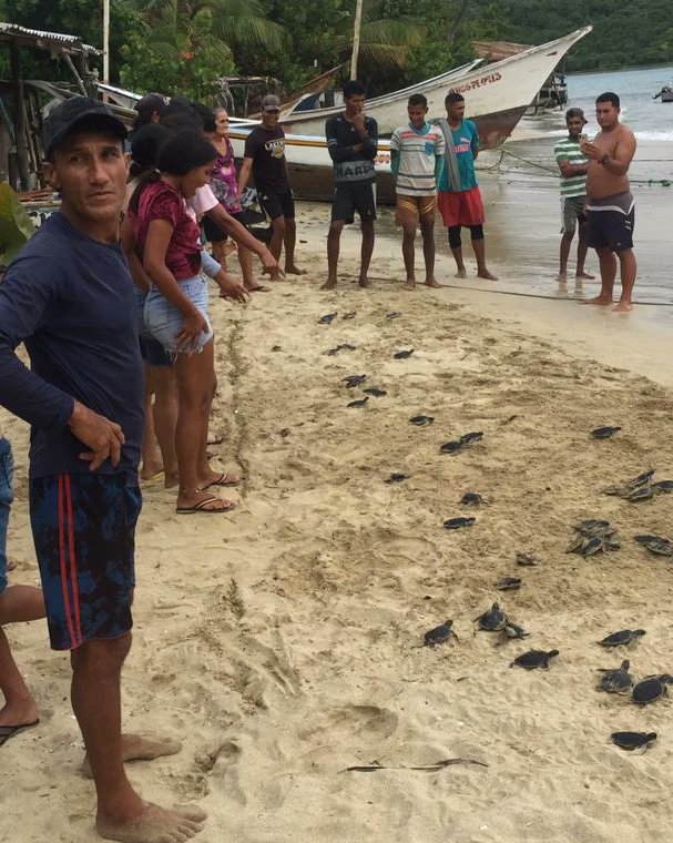 Fueron liberados 71 tortuguillos verdes que se encontraban en levantamiento por parte de los funcionarios adscritos al área administrativa N°2 de la ciudad de Carúpano, municipio Bermúdez. 

#BolívarInmortal