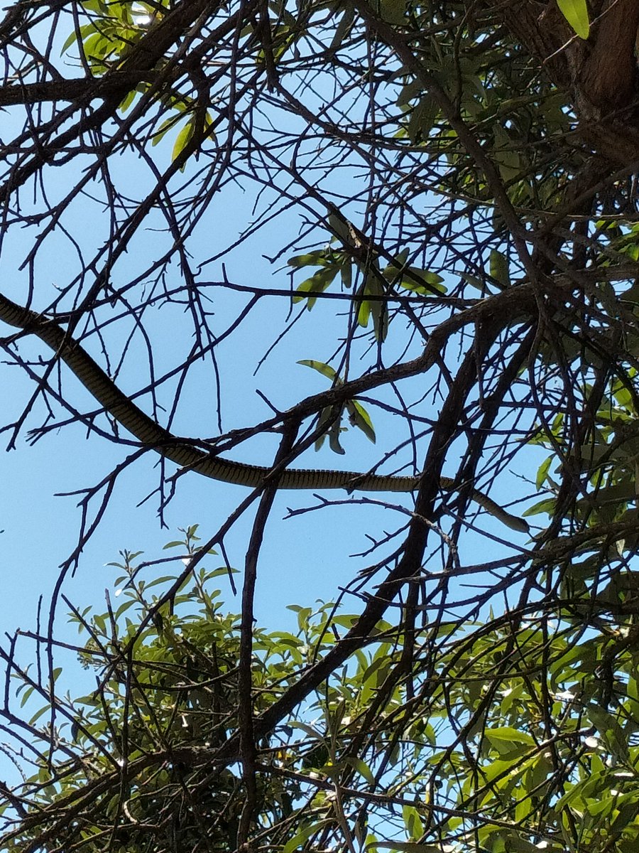 nice2nature's tweet photo. Just another summer day in #grottobay #westcoast #capetown #naturereserve #mygarden https://t.co/77oHQRNGSh