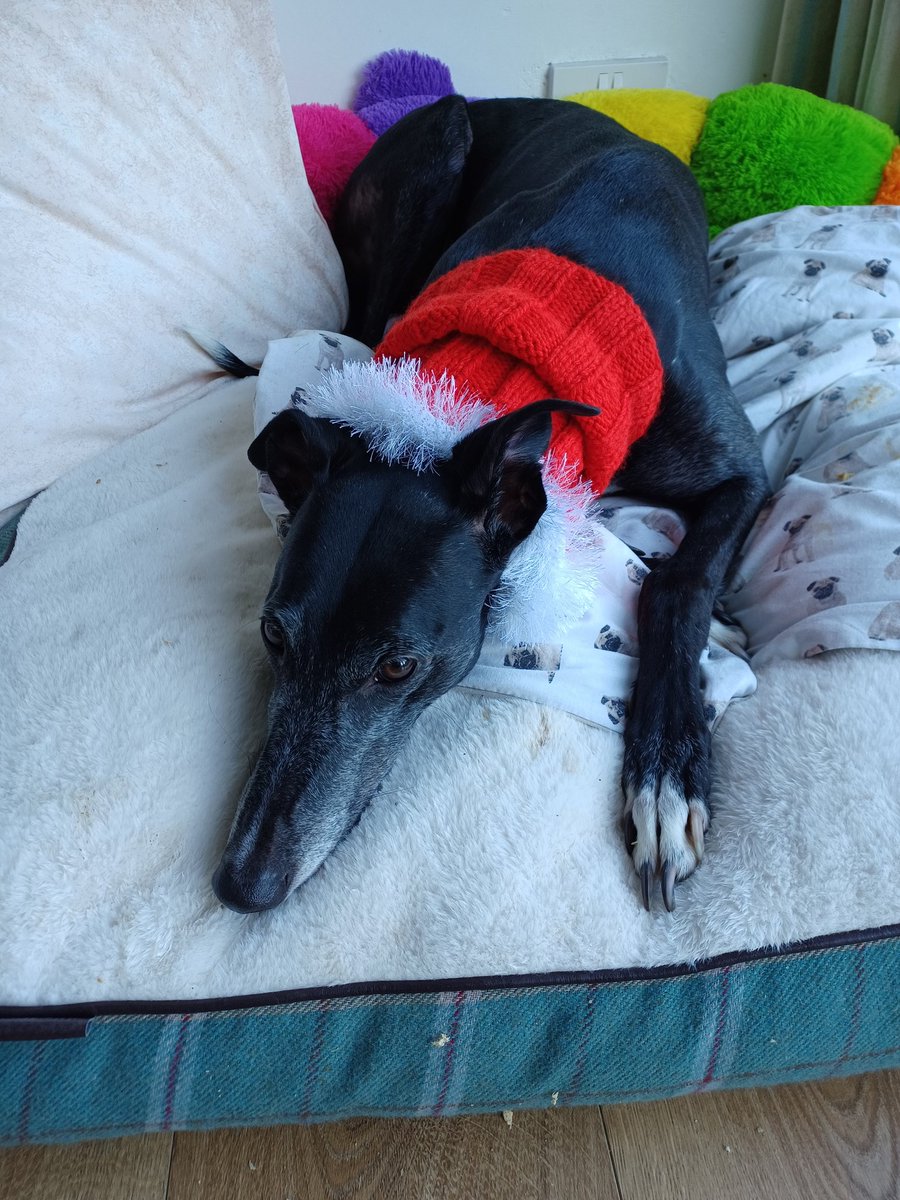 Athena photobombing the shoe box donations for the #greyhounds in kennels this Christmas whilst they wait for their forever homes. She is very zorsted after helping 🤣

#petsnotbets 
#cutthechase