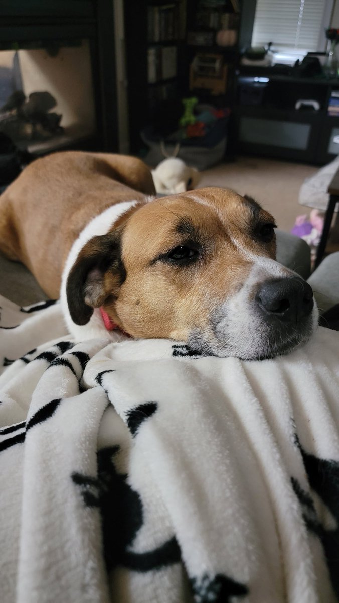 Hafatam1's tweet photo. Mommy says I am a land seal! I don't know what that means.....#dogsoftwitter #RescueDogs #landseal #goodpupper #toocomfytoomove @KrimsonRogue https://t.co/NstjUpcACA