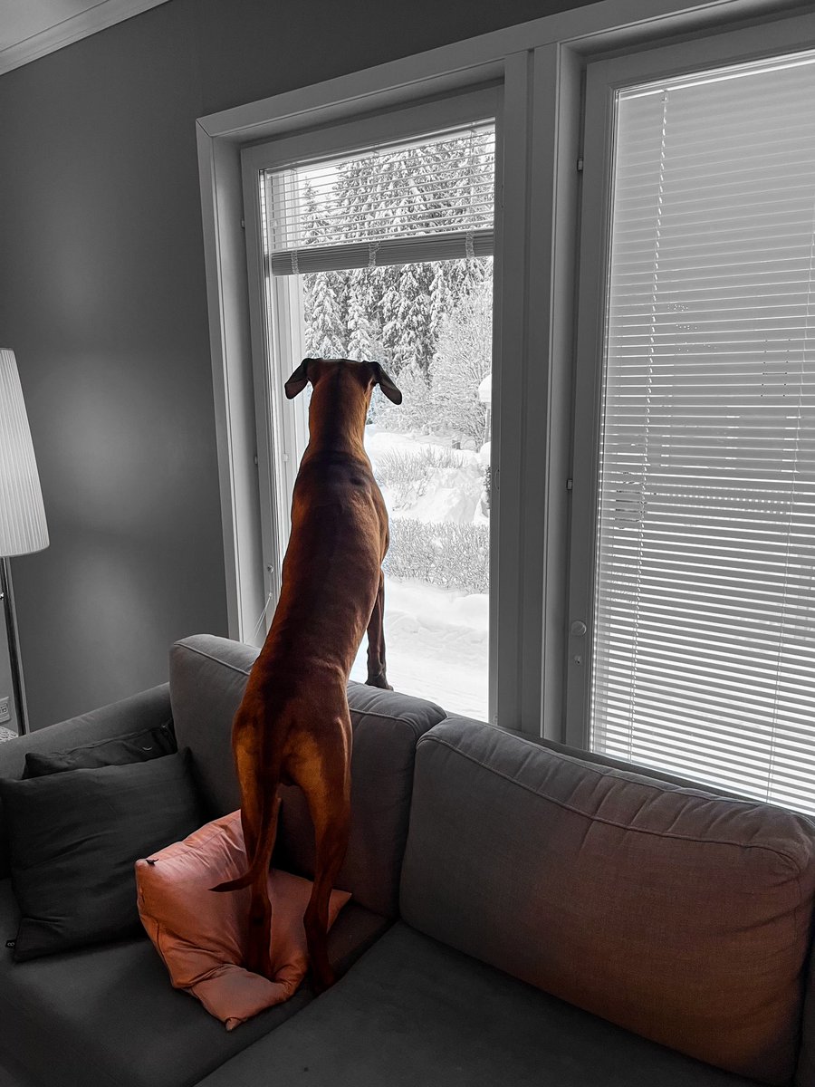 RhodesianRocky's tweet photo. Ollos huoleton, poikas valveil’ on.
#rhosesianridgeback #koiraelämää https://t.co/bbg6XcJ5ab