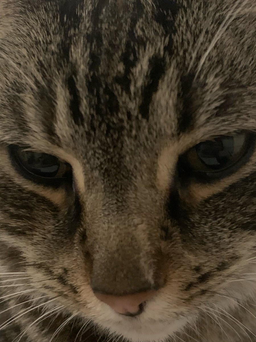 noettc's tweet photo. @lilcoots she’s a bully but i love her https://t.co/c2mxtAp1kn