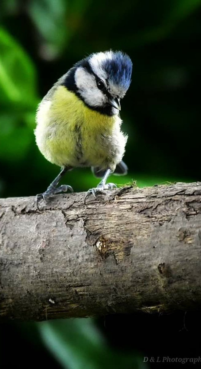 Blue Tit