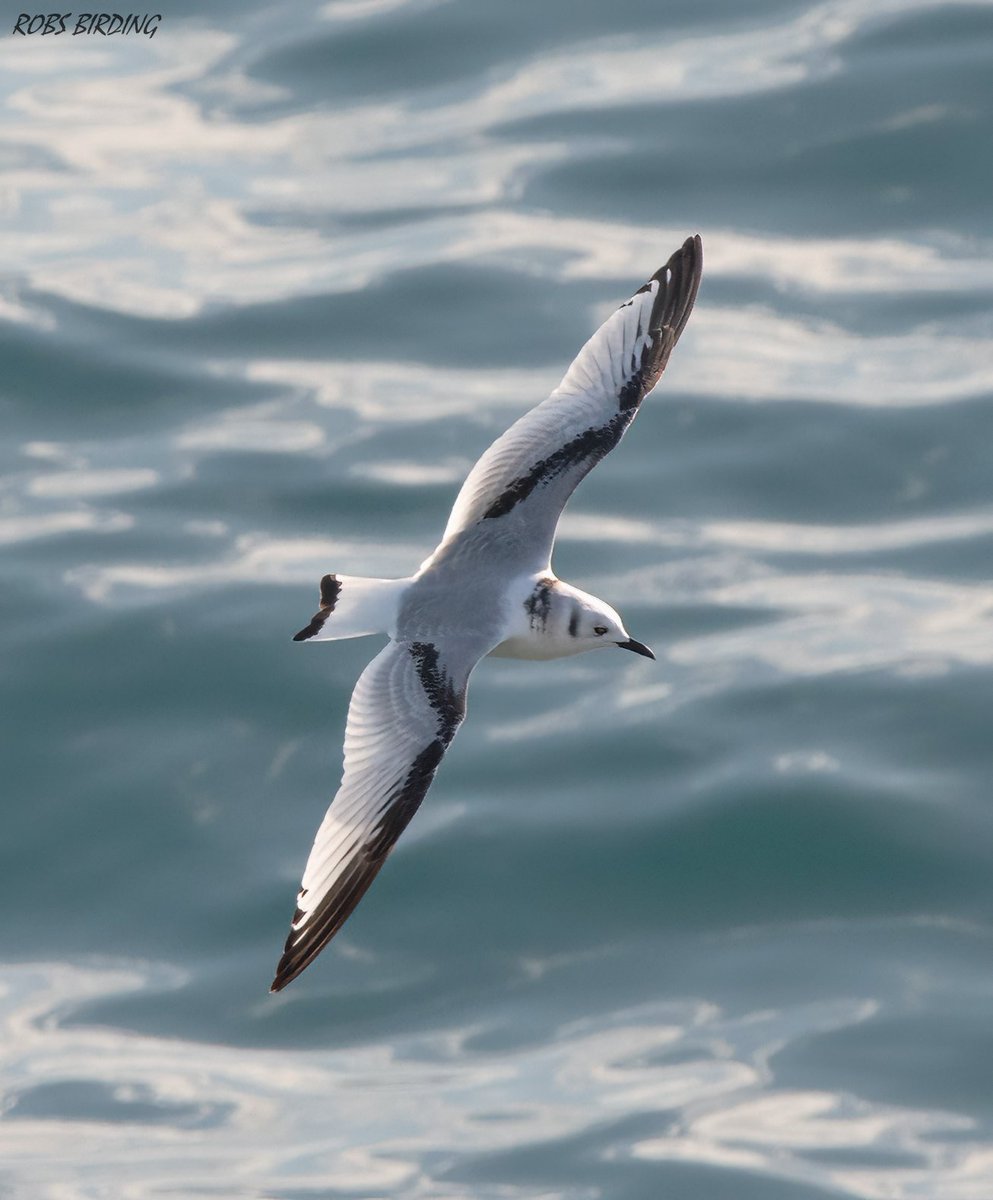 Robert Perez (@robbieaperez) on Twitter photo 2022-12-17 18:44:24 Black-legged kittiwake (Rissa tridactyla) Europa point (Gibraltar) #BirdsSeenIn2022 @gonhsgib @BirdingRasta #birdwatching @GibraltarBirds @_BTO @ThinkingGreenGI @Natures_Voice @GibMarine @NautilusGib @birdnames_en #birdphotography Black-legged kittiwake (Rissa tridactyla) Europa point (Gibraltar) #BirdsSeenIn2022 @gonhsgib @BirdingRasta #birdwatching @GibraltarBirds @_BTO @ThinkingGreenGI @Natures_Voice @GibMarine @NautilusGib @birdnames_en #birdphotography